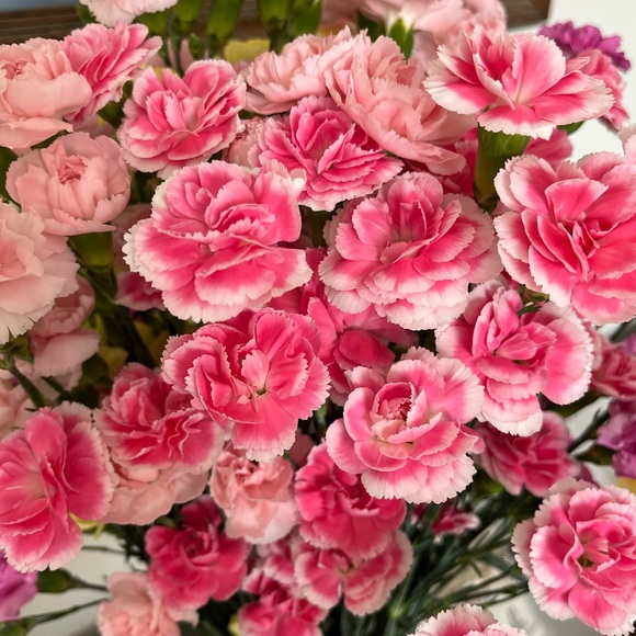 Meet your Posher, Lena - Picture 1 of 1